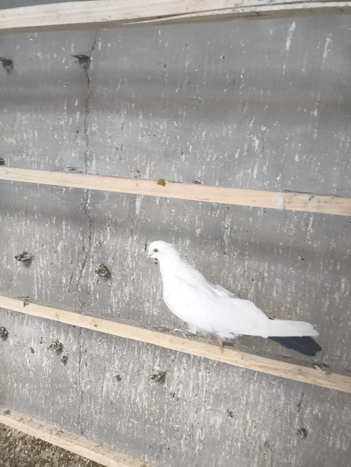 کبوتر|پرنده|الیگودرز, |دیوار