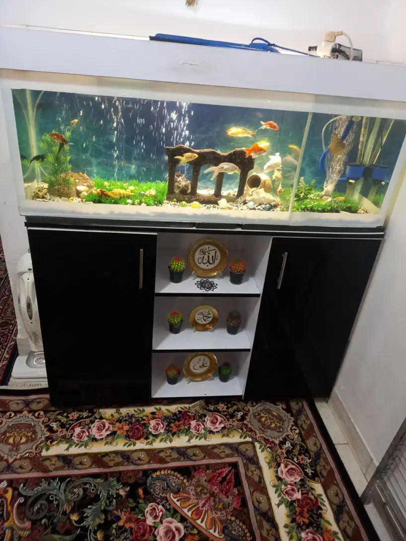 آکواریوم و ماهی|ماهی|نسیمشهر, |دیوار