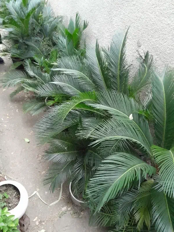 تعدادی گل سیکاس در سایز های مختلف|گل و گیاه طبیعی|رودسر, |دیوار