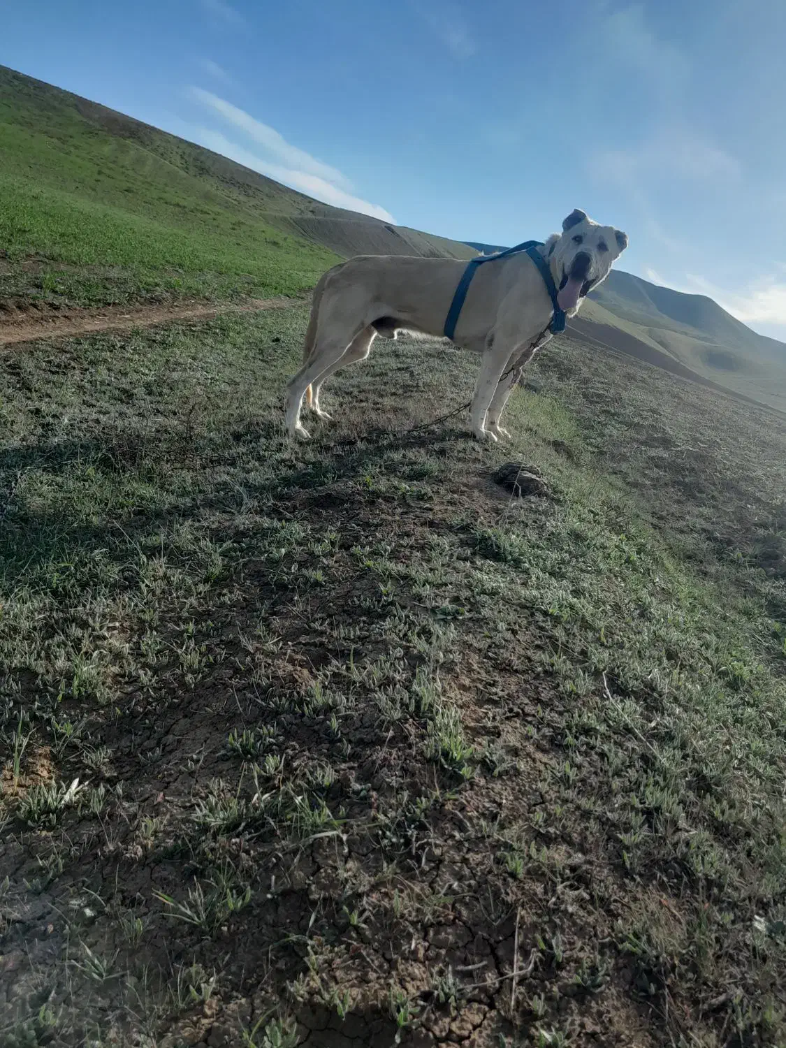 واگزاریعراقی|سگ|گرمی, |دیوار