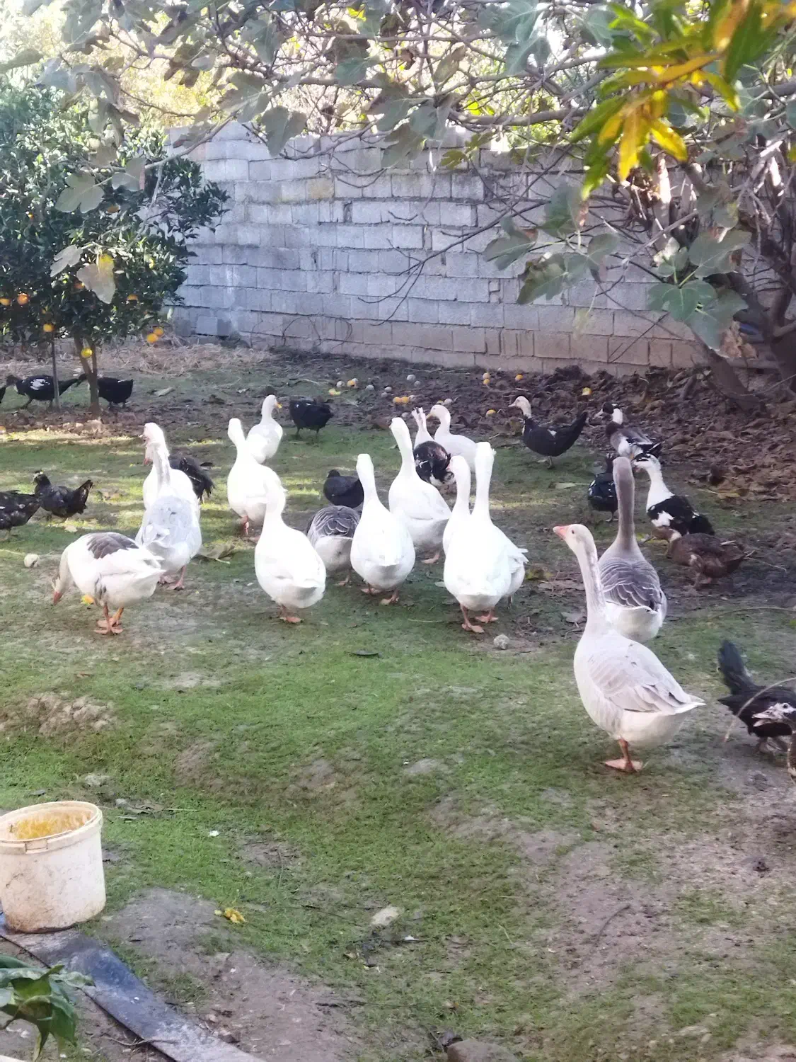 فروش غاز|حیوانات مزرعه|ساری, |دیوار