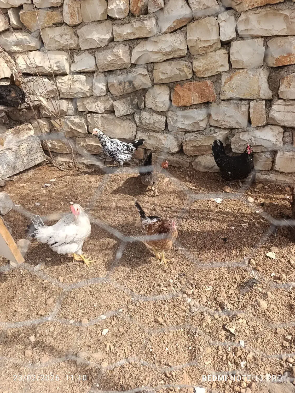 مرغ محلی|حیوانات مزرعه|جوانرود, |دیوار