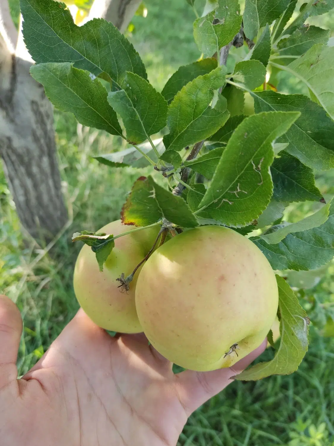 سیب|خوردنی و آشامیدنی|ماکو, |دیوار