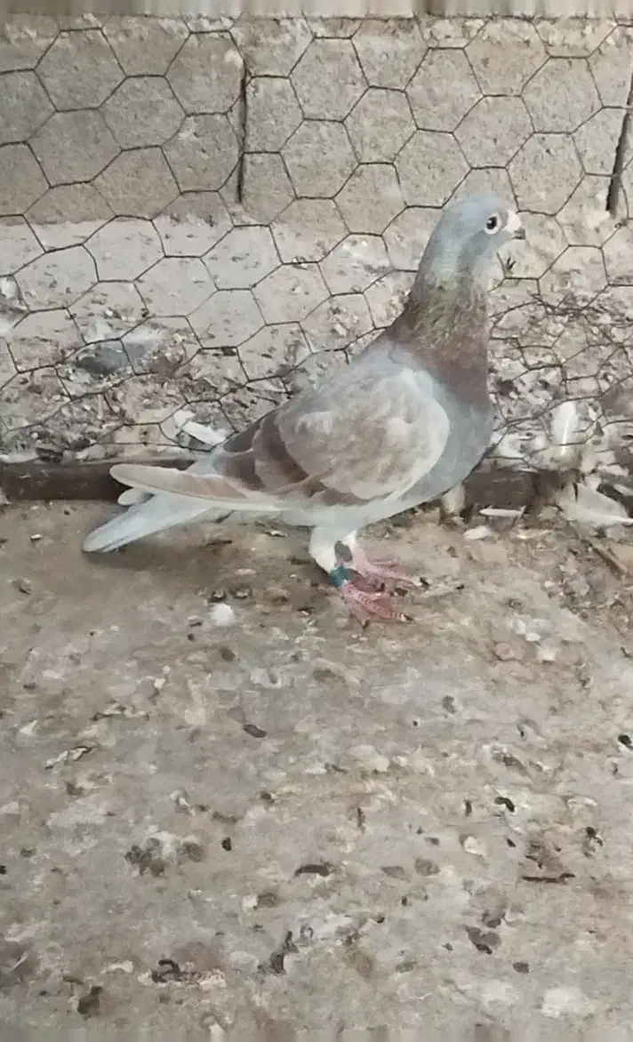 غوره ای پلاکی ناب|پرنده|برازجان, |دیوار