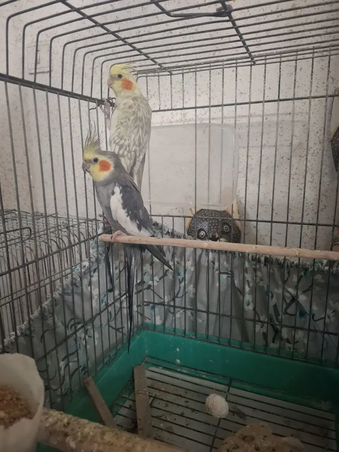 عروس هلندی|پرنده|شهریار, کهنز|دیوار