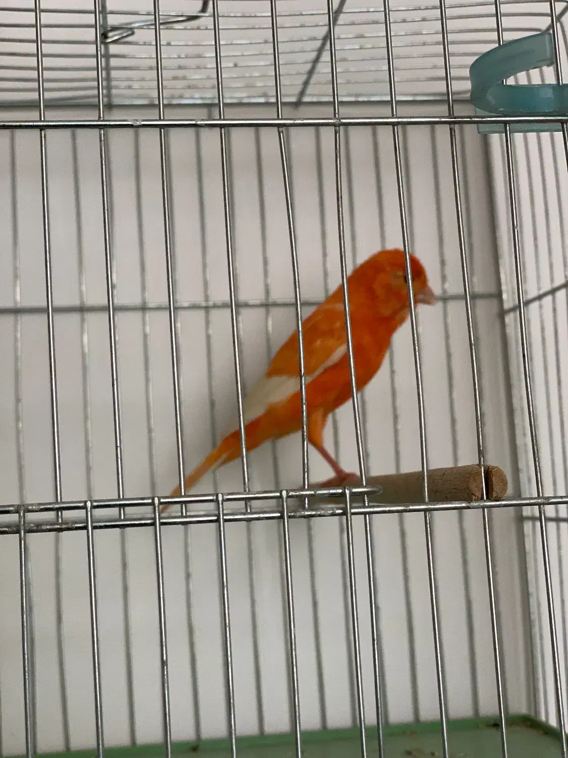 قناری نر مست|پرنده|بندر ماهشهر, |دیوار