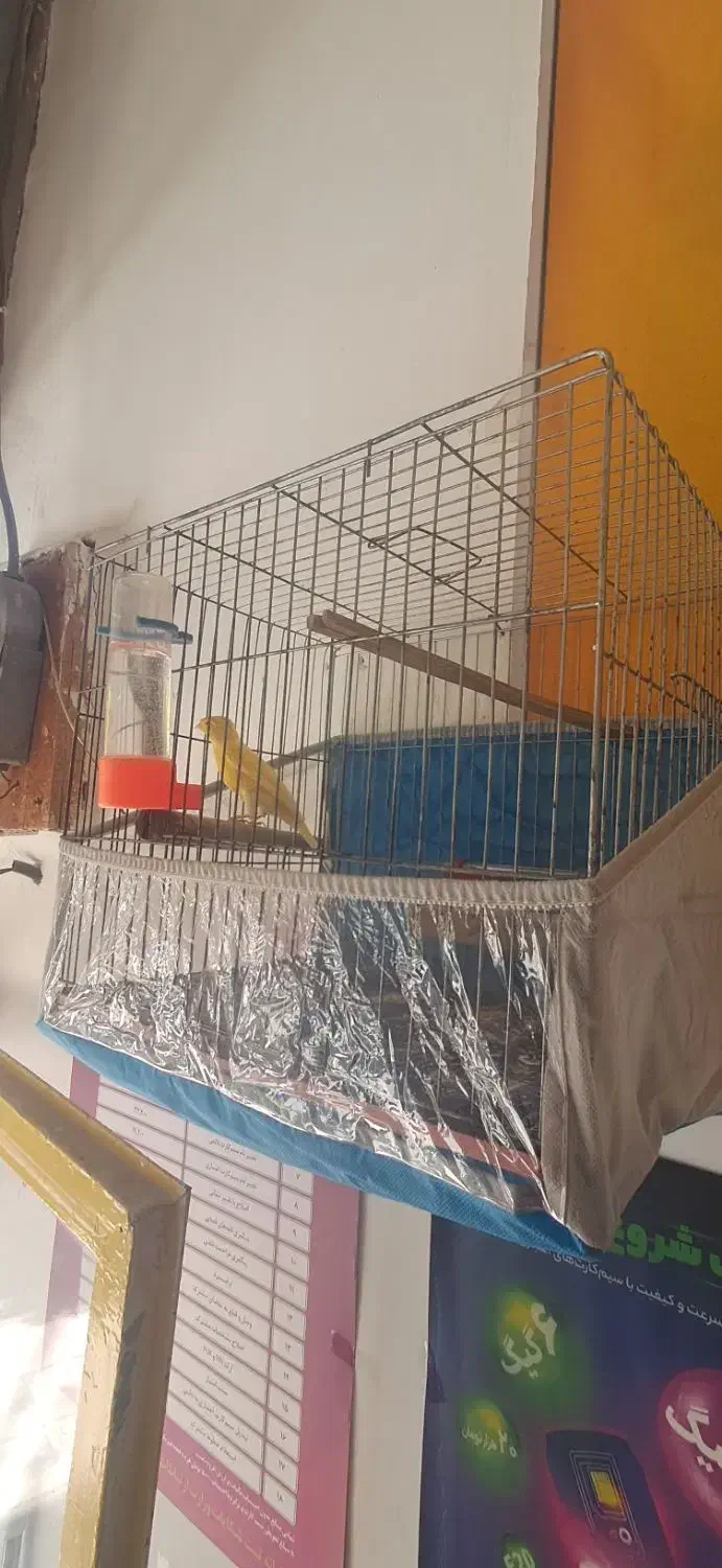 قناری مست|پرنده|بوکان, |دیوار