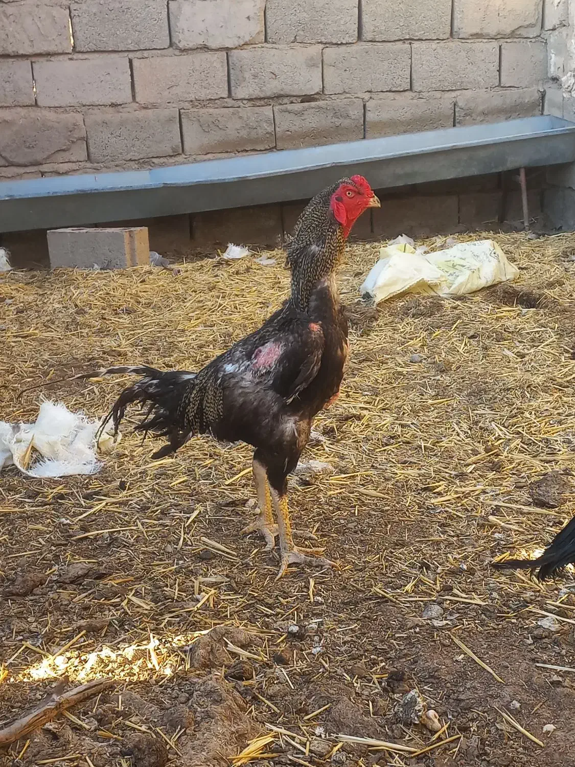 مرغ و خروس لاری اصیل|حیوانات مزرعه|تربت جام, میان جام|دیوار