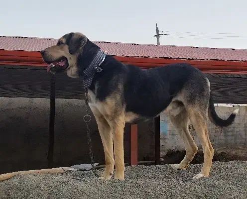 سگ گمشده|حیوانات|کنگاور, |دیوار