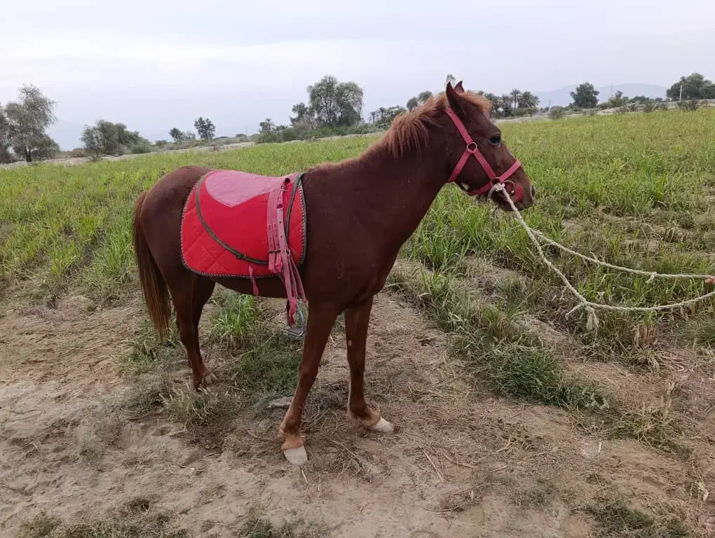 اسب ماده آرام مخصوص سوار کاری|اسب و تجهیزات اسبسواری|شمیل, |دیوار