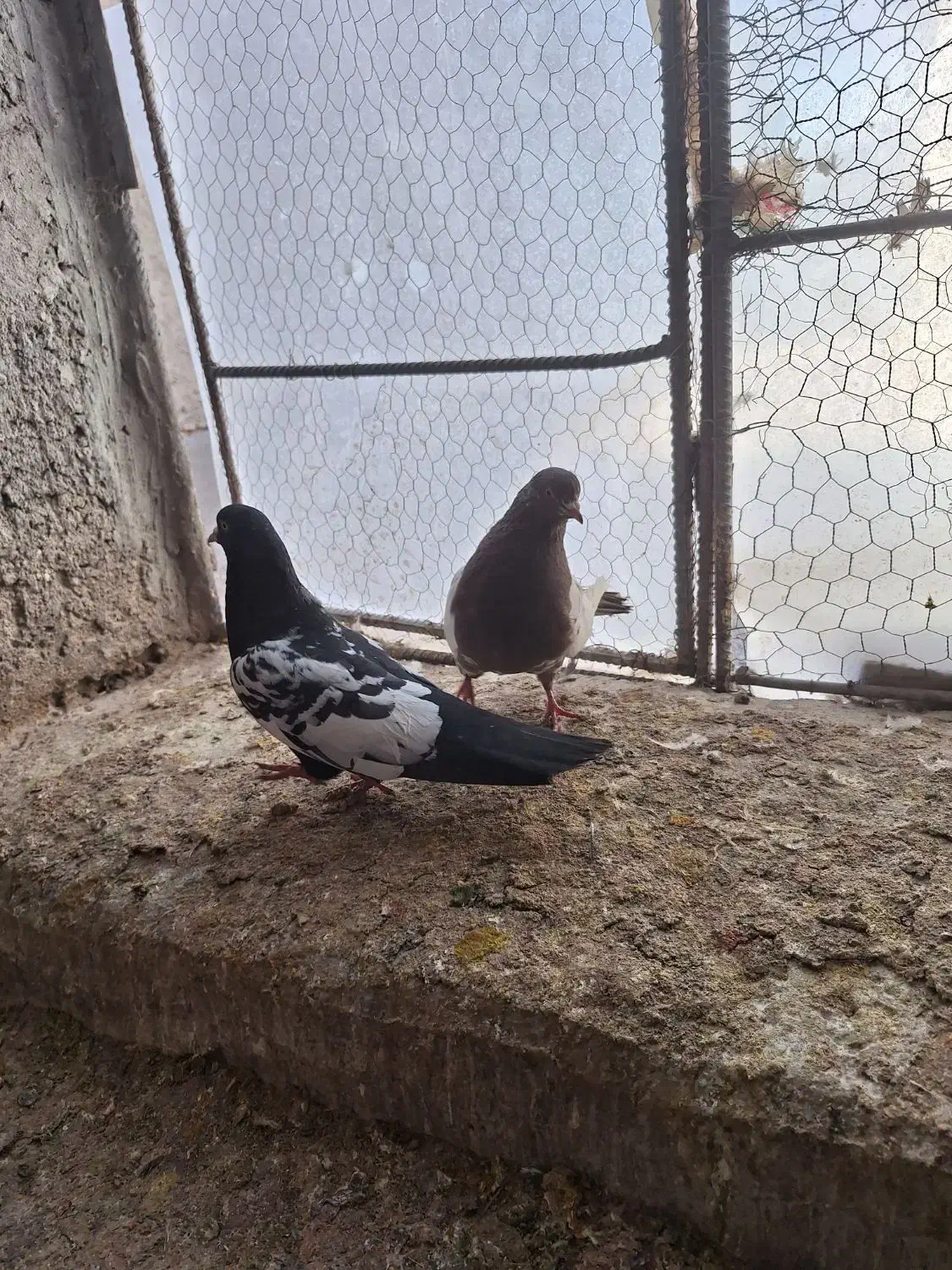 نرو ماده|پرنده|راور, |دیوار