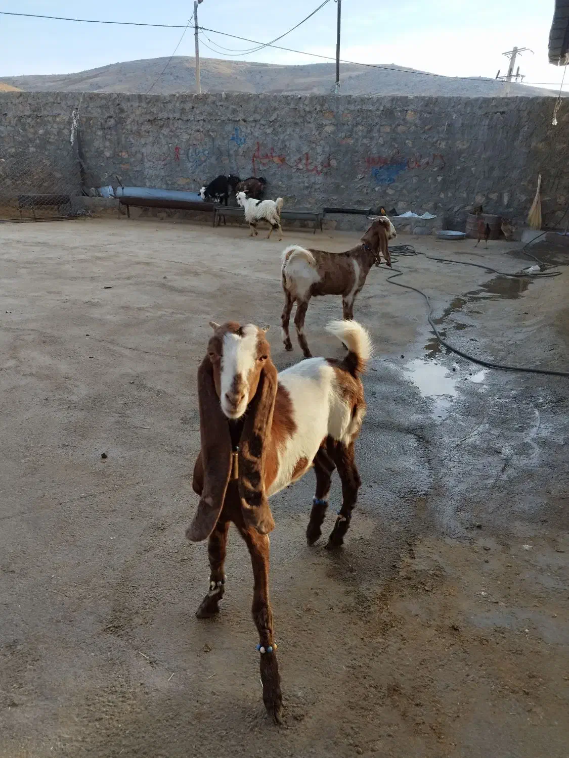 بزغاله پاکستانی اصلا جنس|حیوانات مزرعه|بیرانوند, |دیوار