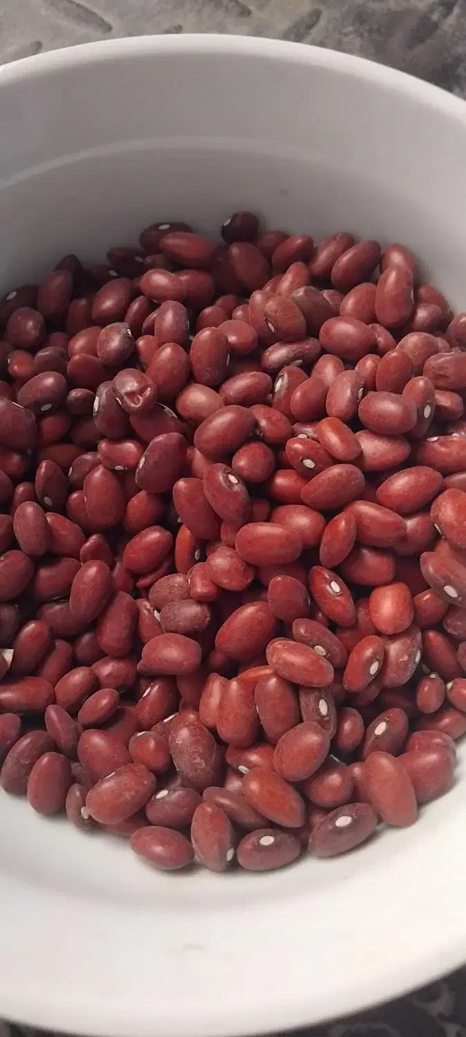 لوبیا قرمز وچیتی|عمده‌فروشی|لالجین, |دیوار