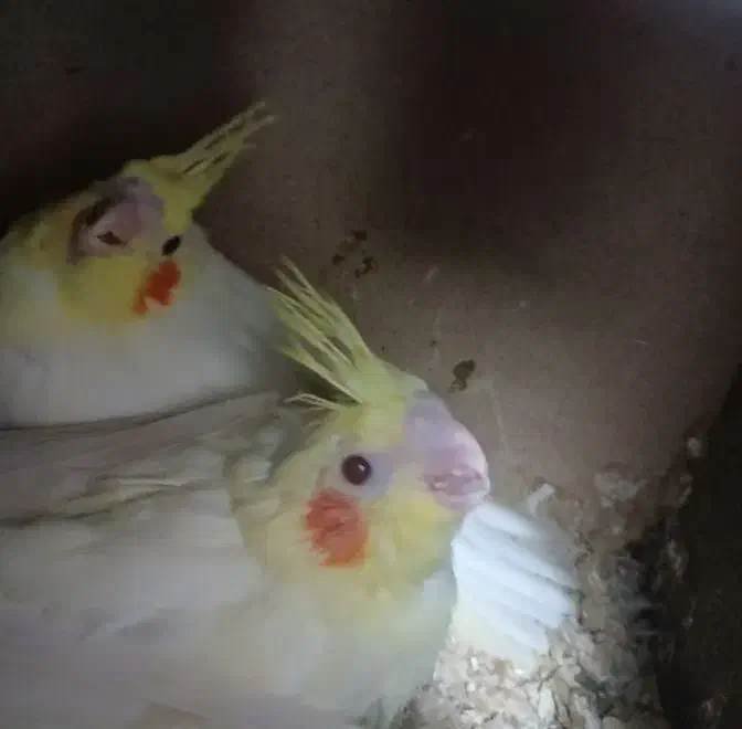 عروس هلندی لوتینو زعفرانی سرلاکی|پرنده|ایرانشهر, |دیوار