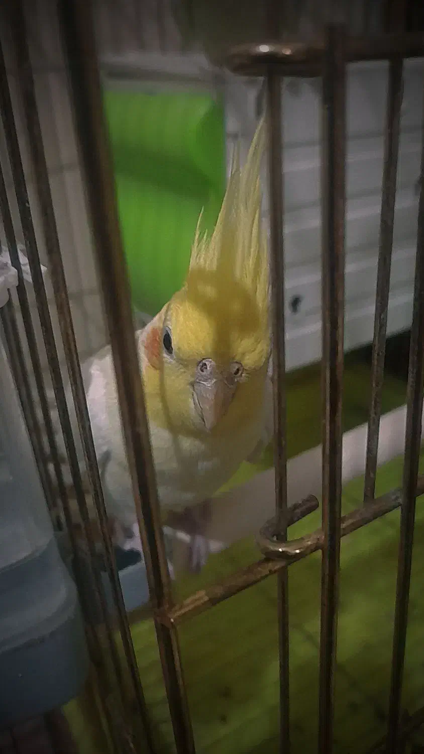 یک جفت عروس هلندی لوتینو|پرنده|پاکدشت, پاکدشت (مامازند)|دیوار