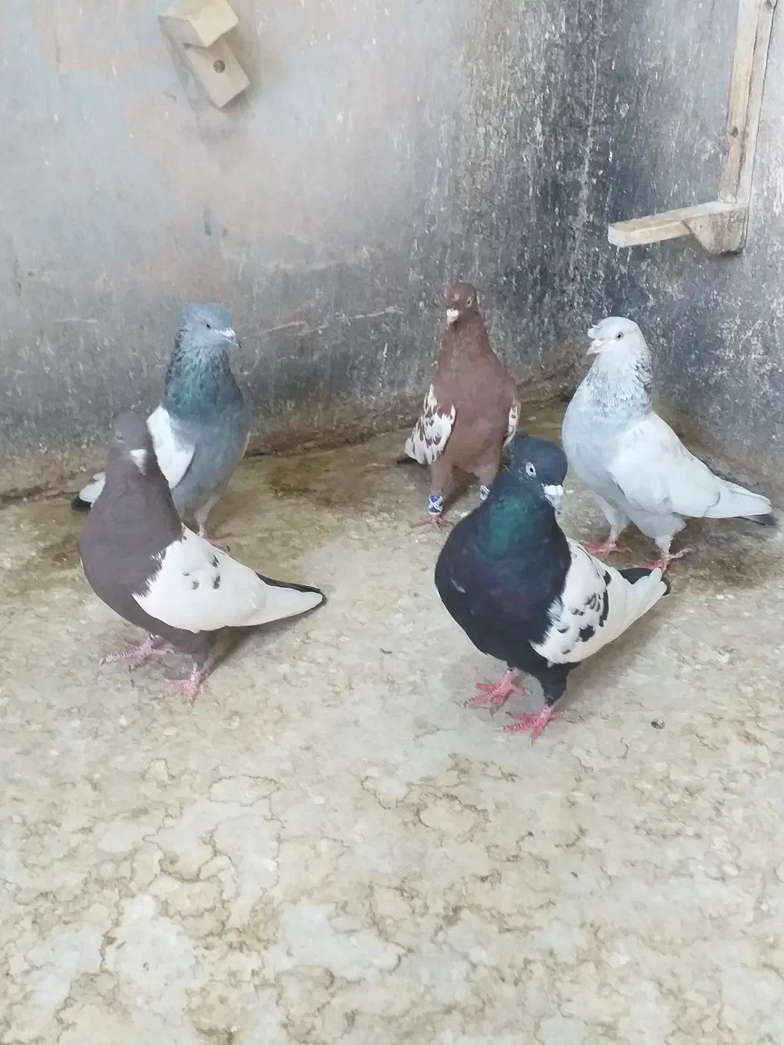 کبوتر سینه ای|پرنده|شیراز, منطقه هوایی شهید دوران|دیوار