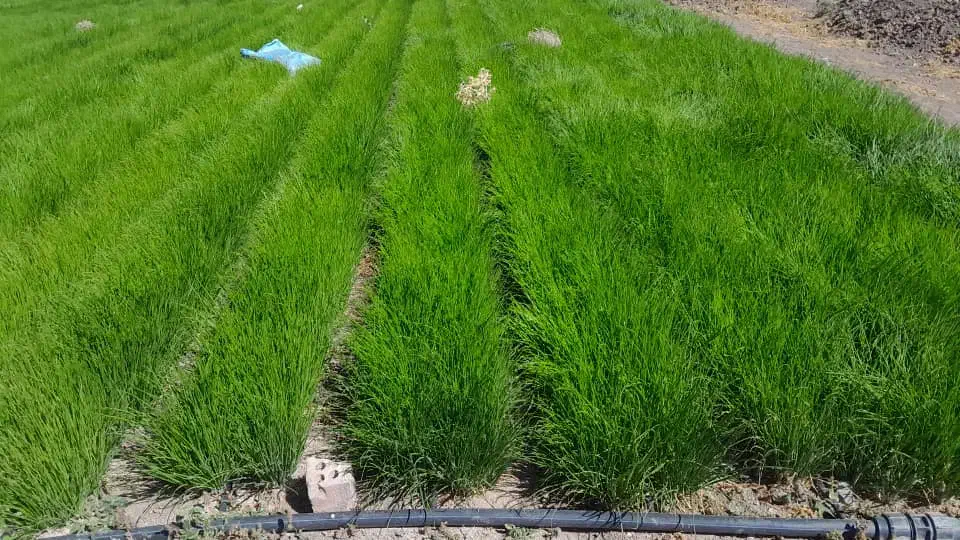 سلام نهال‌پیاز‌اماده‌کشت|خدمات باغبانی و درختکاری|درب بهشت, |دیوار