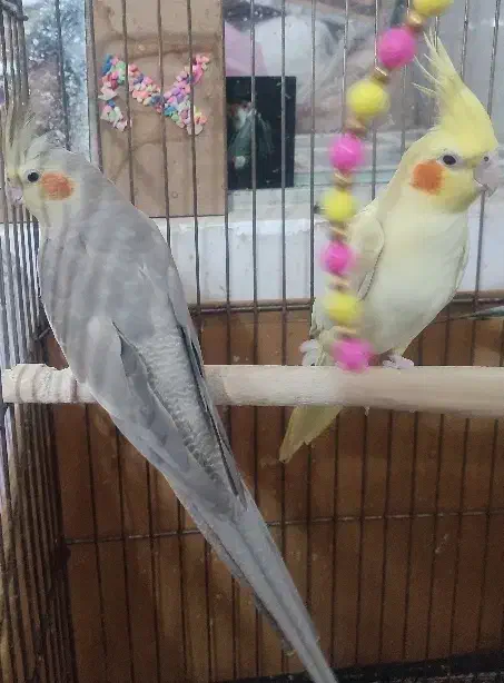 دوچرخه سایز ۱۲ برند رالی قیمت مناسب 1750|دوچرخه، اسکیت، اسکوتر|یزد, |دیوار