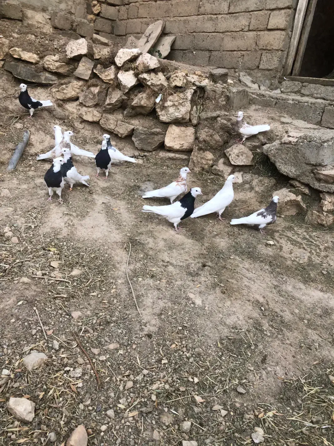 کبوتر طوقی|پرنده|سقز, |دیوار