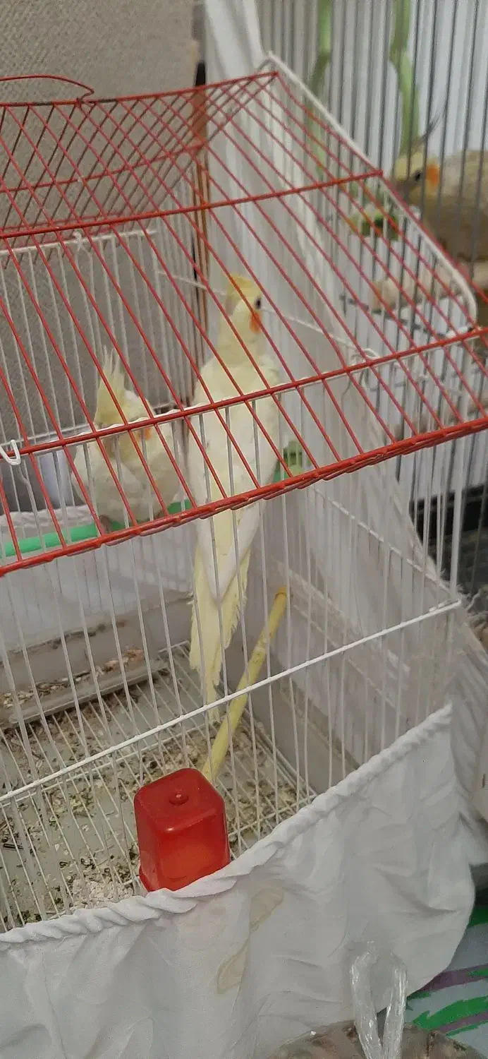 عروس هلندی لوتینو|پرنده|گلپایگان, |دیوار