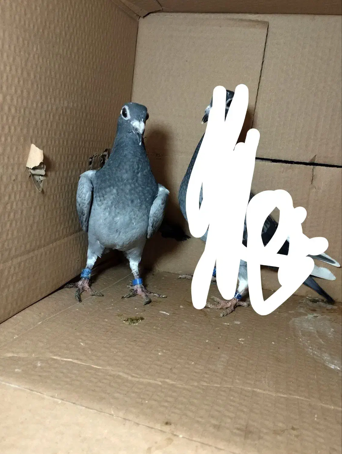 جوجه پلاکی|حیوانات|محمدبار, |دیوار