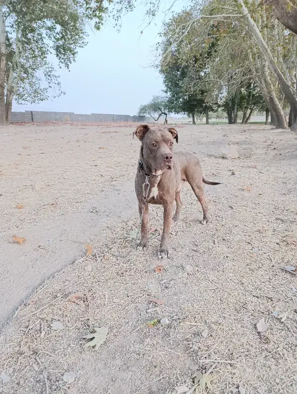 سگ پیتبول|سگ|بیضا, |دیوار