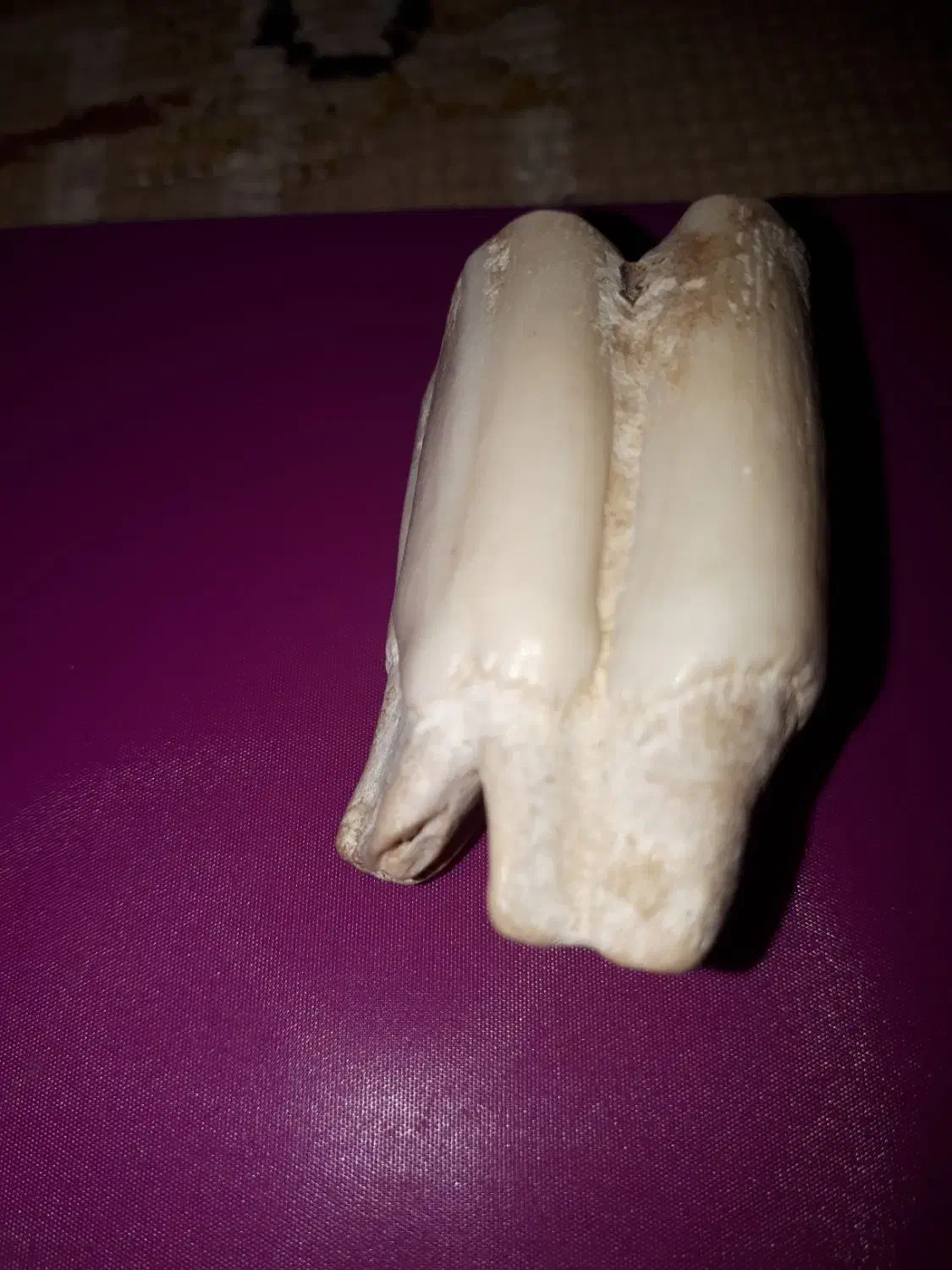 دندان فسیل  شده ماموت|کلکسیون اشیاء عتیقه|کلاچای, |دیوار