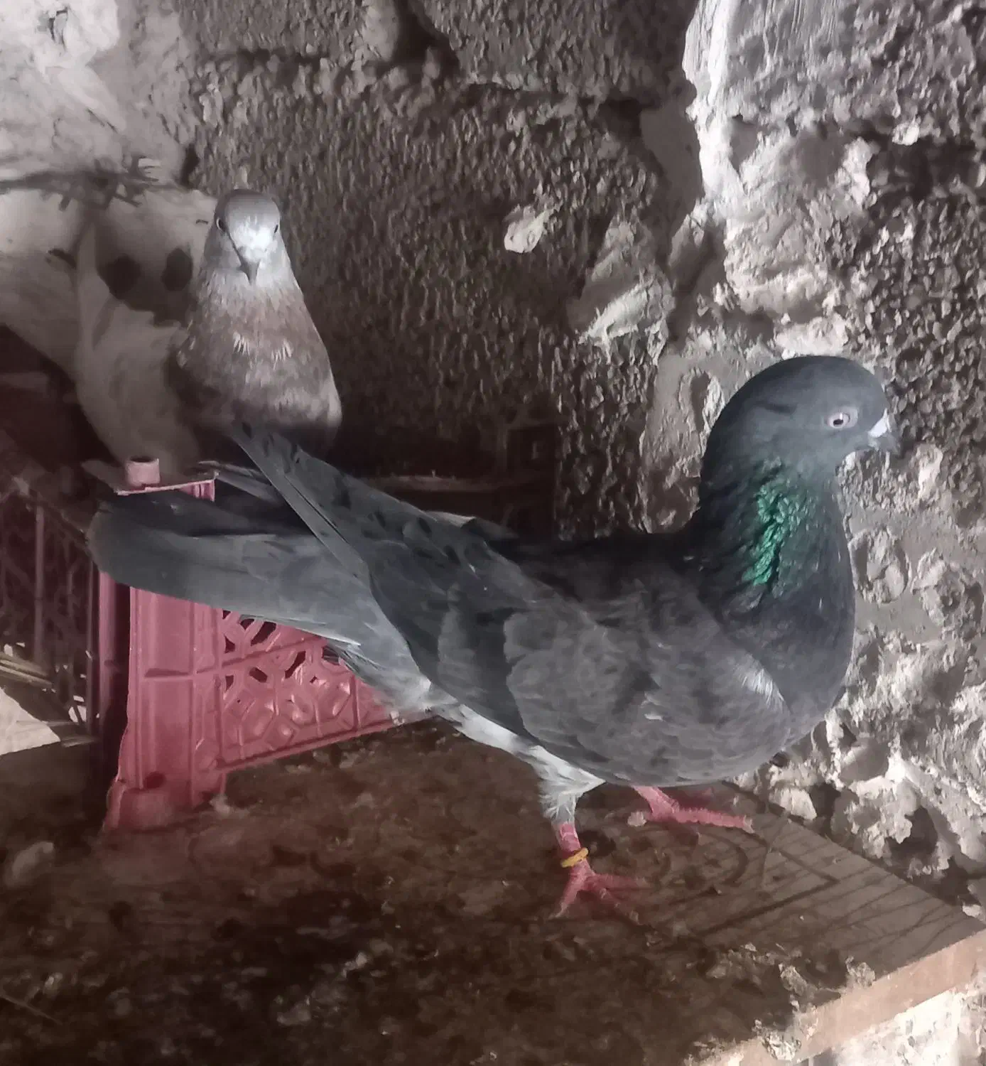 کله سبز|پرنده|خرمشهر, |دیوار