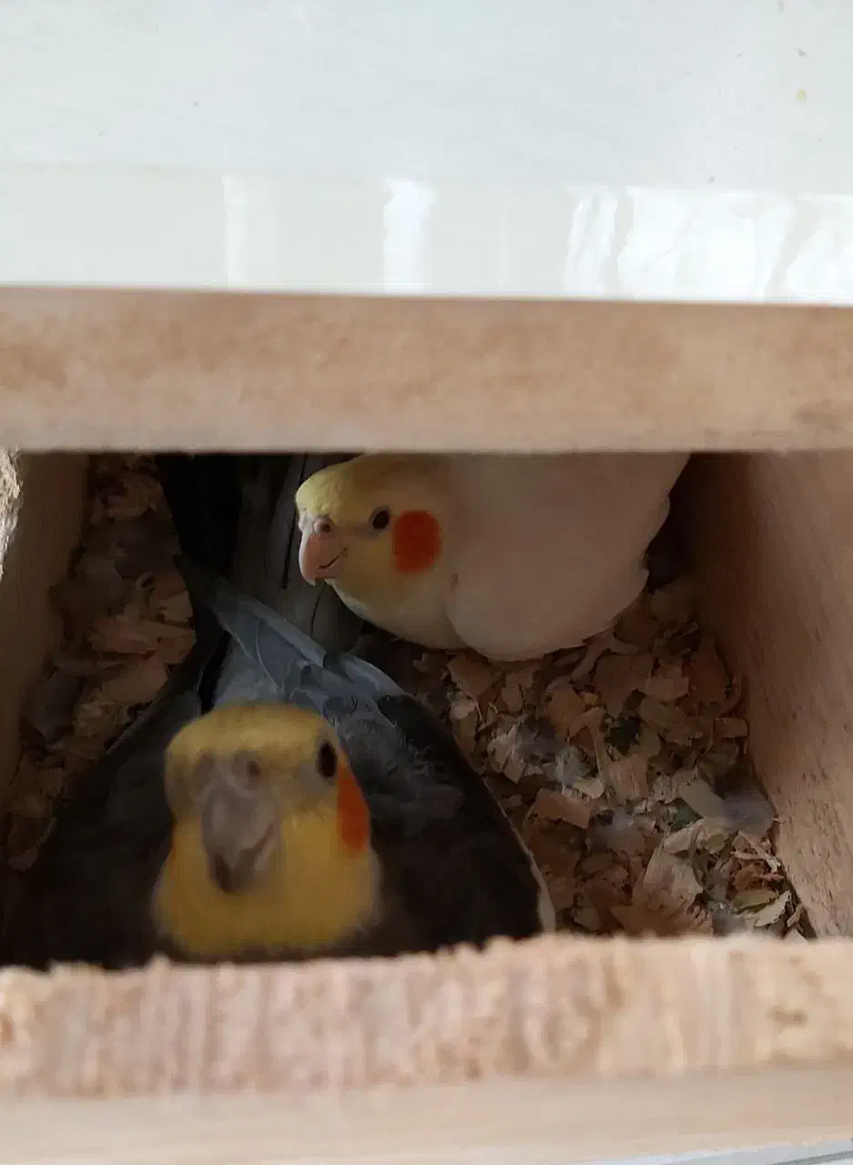 عروس هلندی جفت عروس هلندی 8 جفت مولد تخم گذاشتن|پرنده|رشت, استقامت ۱|دیوار