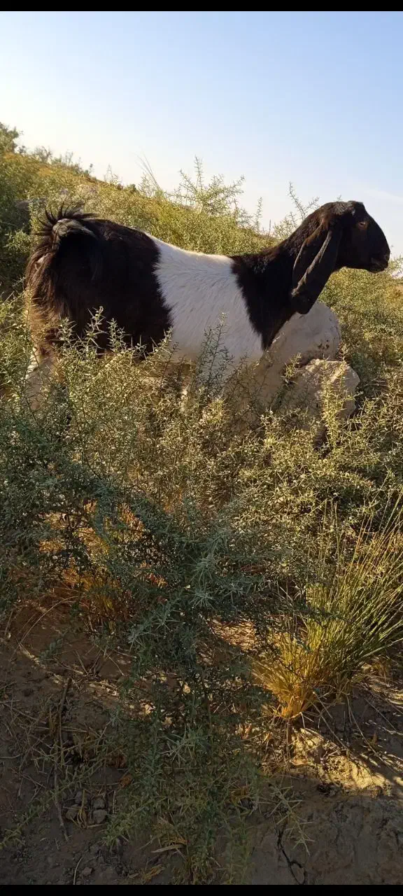 بز جوان|حیوانات مزرعه|هامون, |دیوار