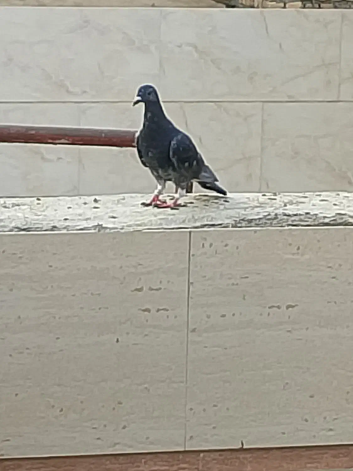 چاپی نر|پرنده|چناران, |دیوار