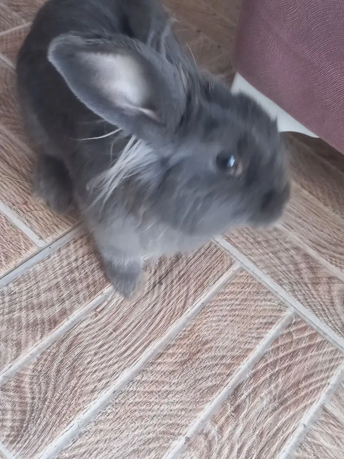 گمشده|موش و خرگوش|تربت جام, شیخ احمد جامی|دیوار