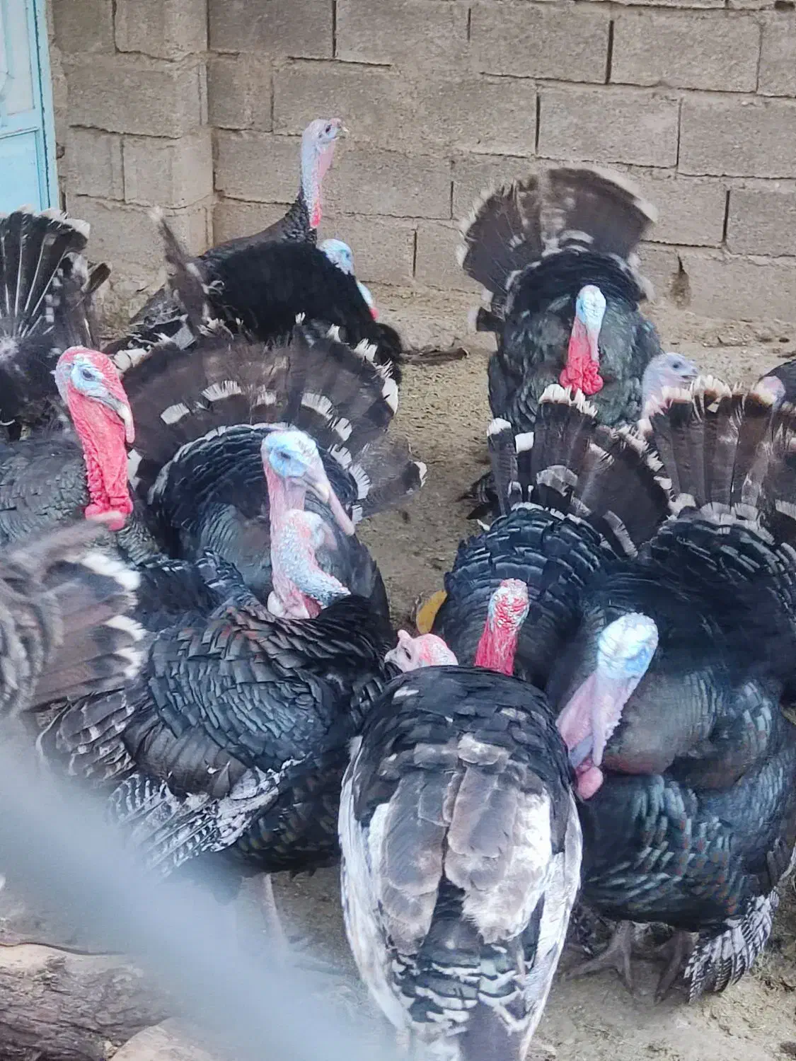 بوقلمون نر ماده|حیوانات مزرعه|اندیمشک, |دیوار