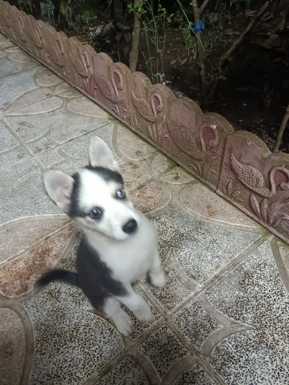 توله هاسکی|سگ|کرج, خرمدشت|دیوار