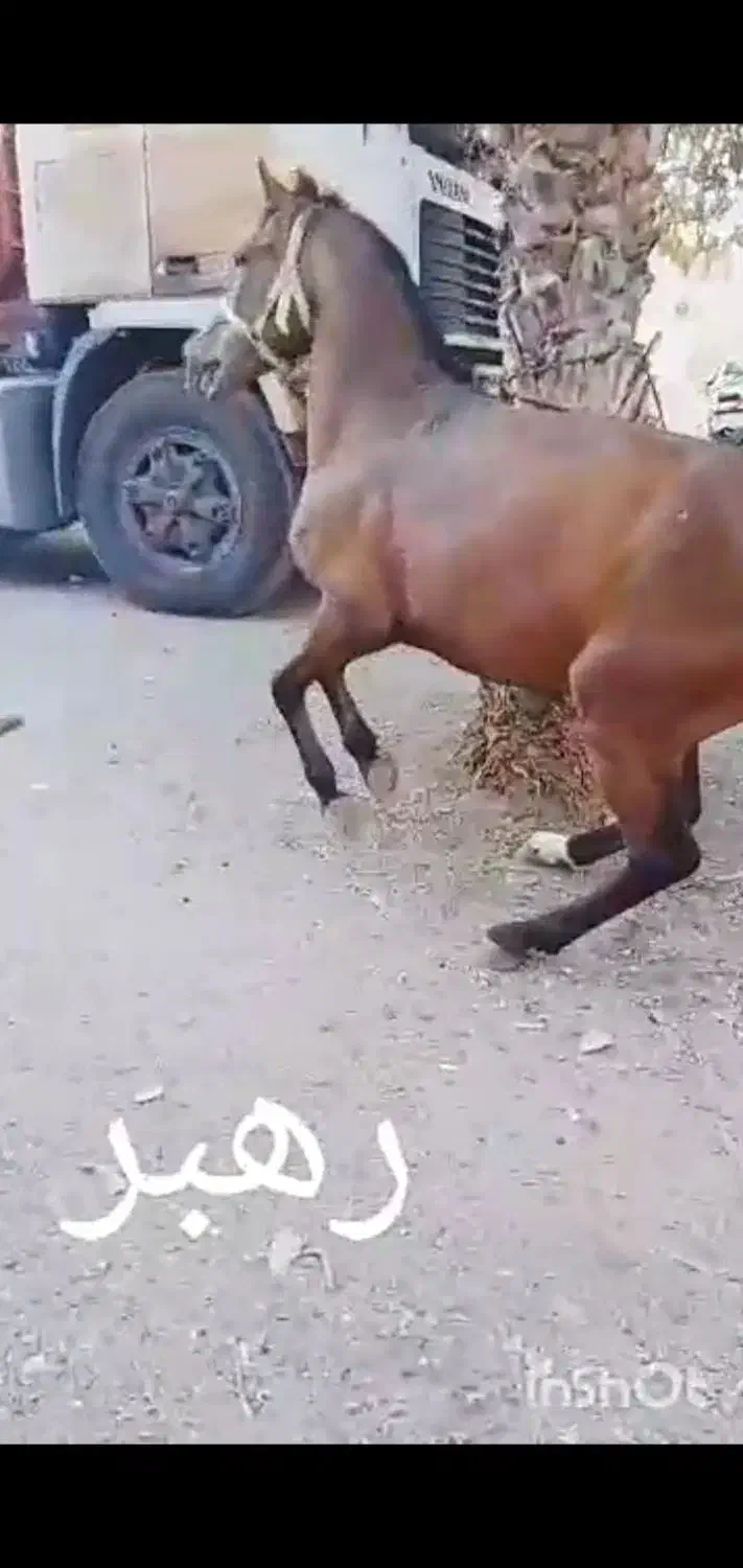 اسبنریانعربیکسر|اسب و تجهیزات اسبسواری|میناب, |دیوار