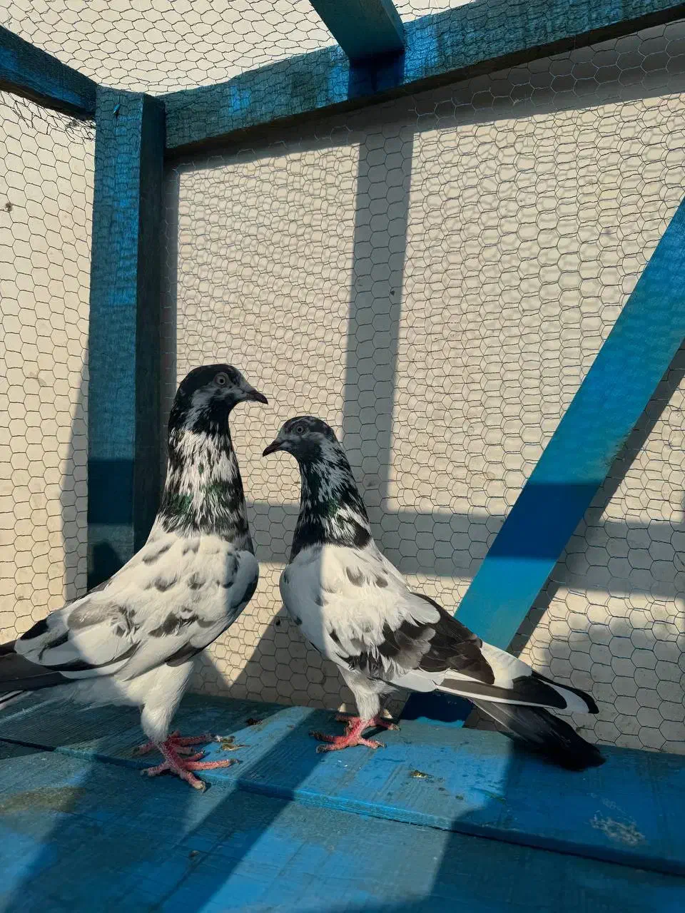 کبوتر پرشی|پرنده|ماسال, |دیوار