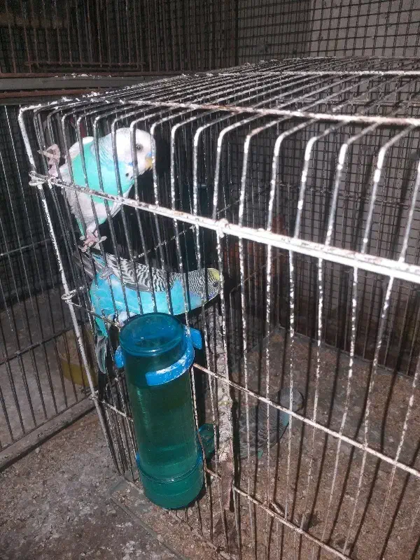 مرغ عشق نر|پرنده|قشم, |دیوار