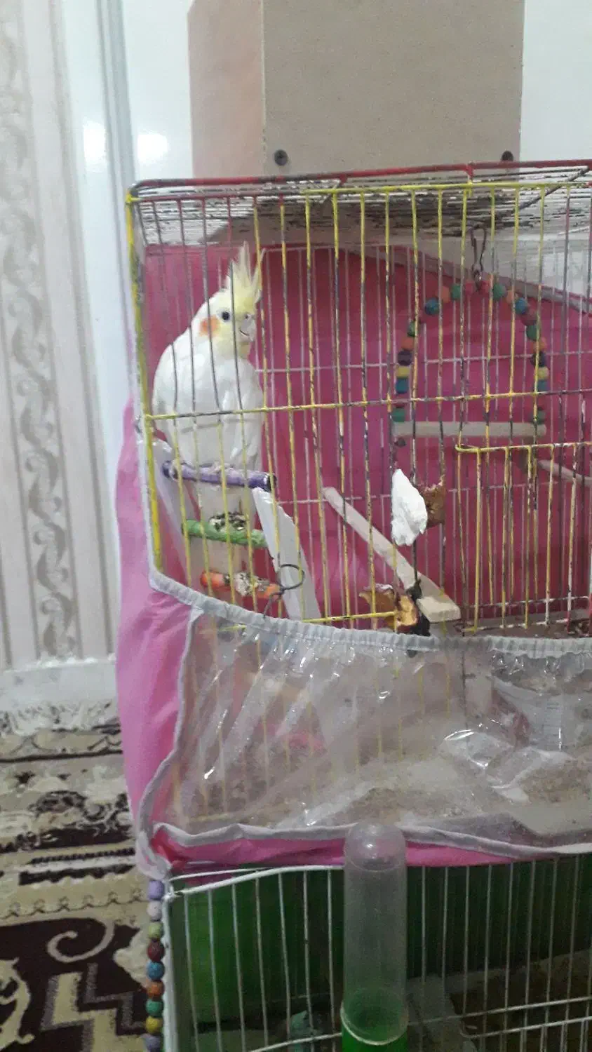 عروسهلندی|پرنده|تربتحیدریه, پیشکوه|دیوار