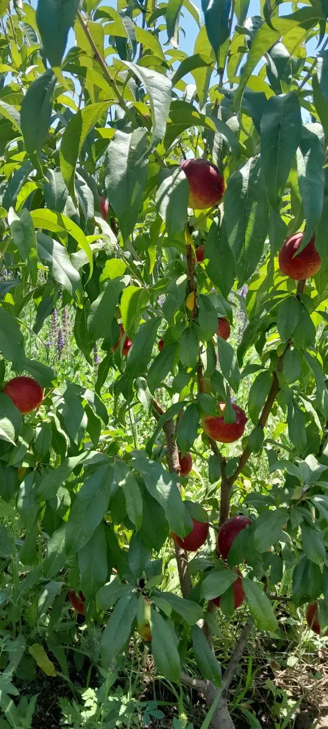 فروش باغ در روستا اقدرق به علت نیاز مالی|فروش زمین و ملک کلنگی|مشگین شهر, |دیوار