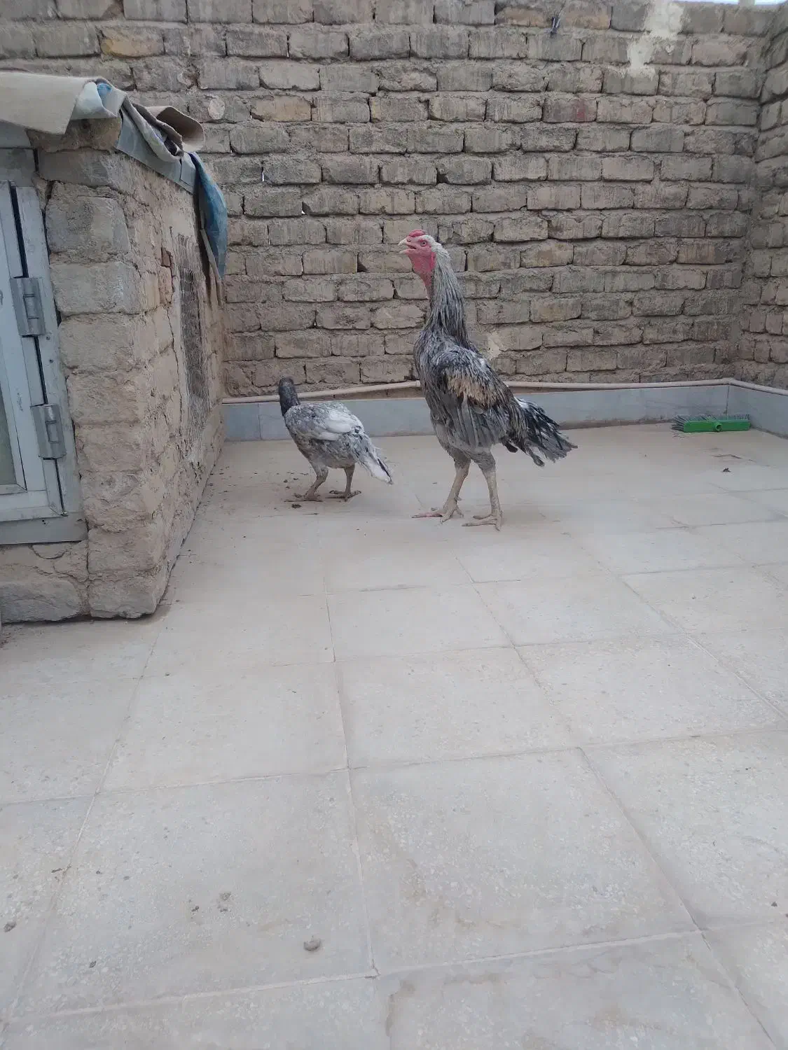 فروش و معاوضه مرغ خروس لاری دورگ هندی اوشامو|حیوانات مزرعه|قنوات, |دیوار