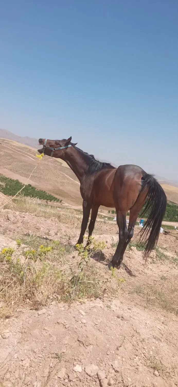 اسب|اسب و تجهیزات اسب‌سواری|زنجان, |دیوار