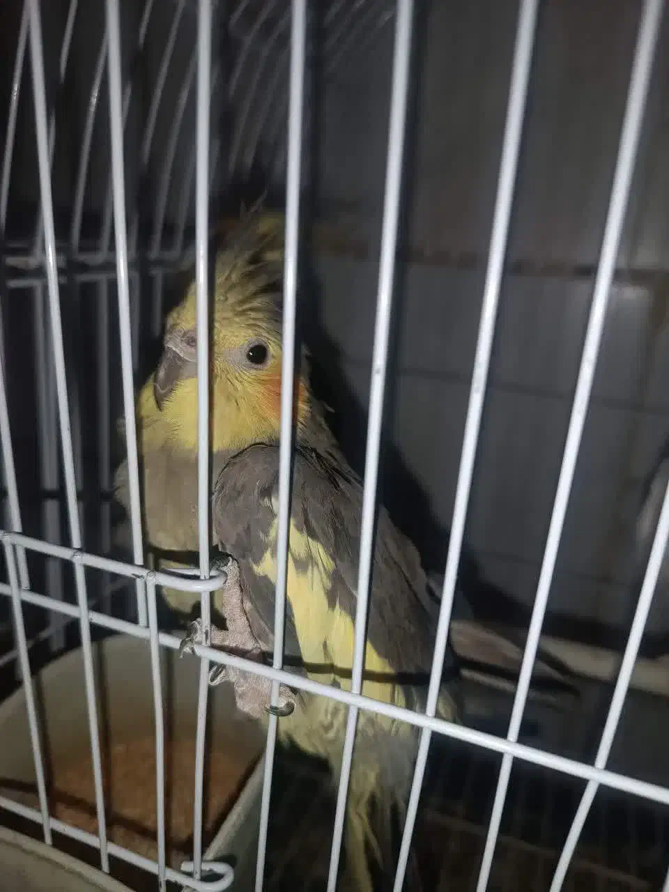 عروس|پرنده|قم, ناصردیوان|دیوار