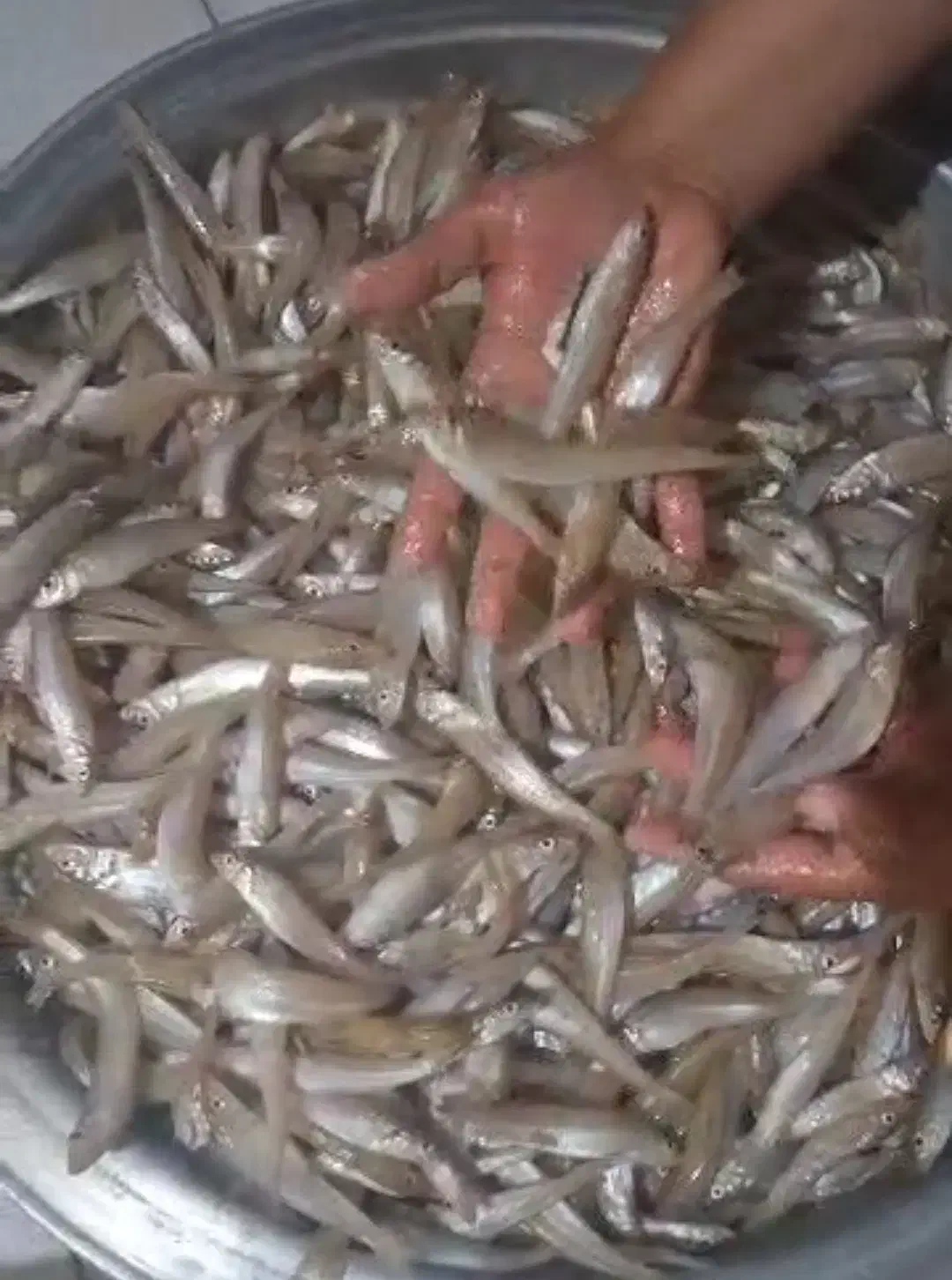 150|ماهی|ریگ, |دیوار