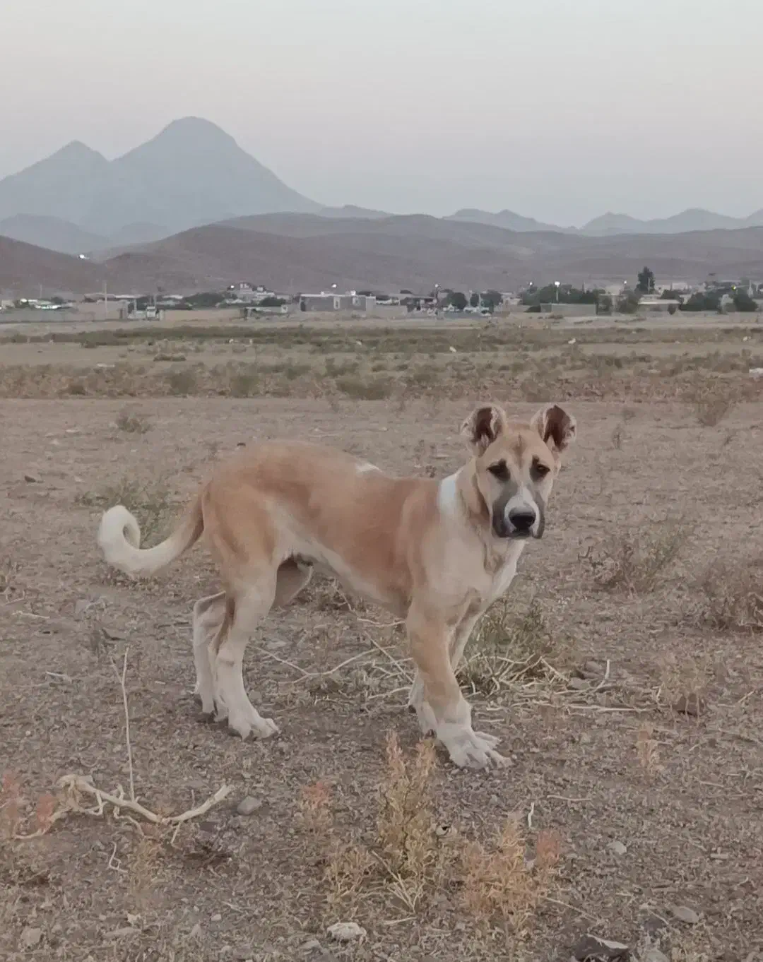 سگ سرابی|سگ|کرمان, |دیوار