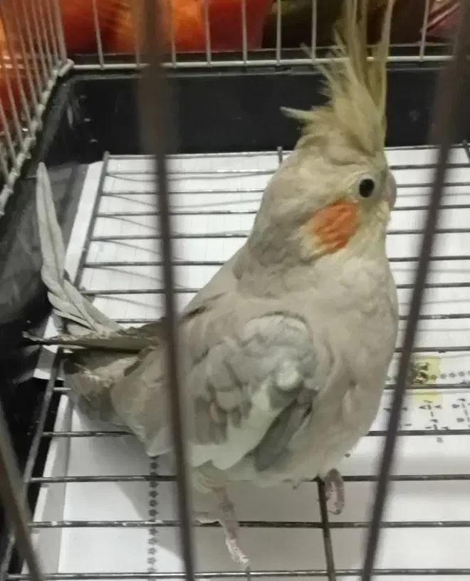 عروس هلندی ماده|پرنده|بومهن, |دیوار