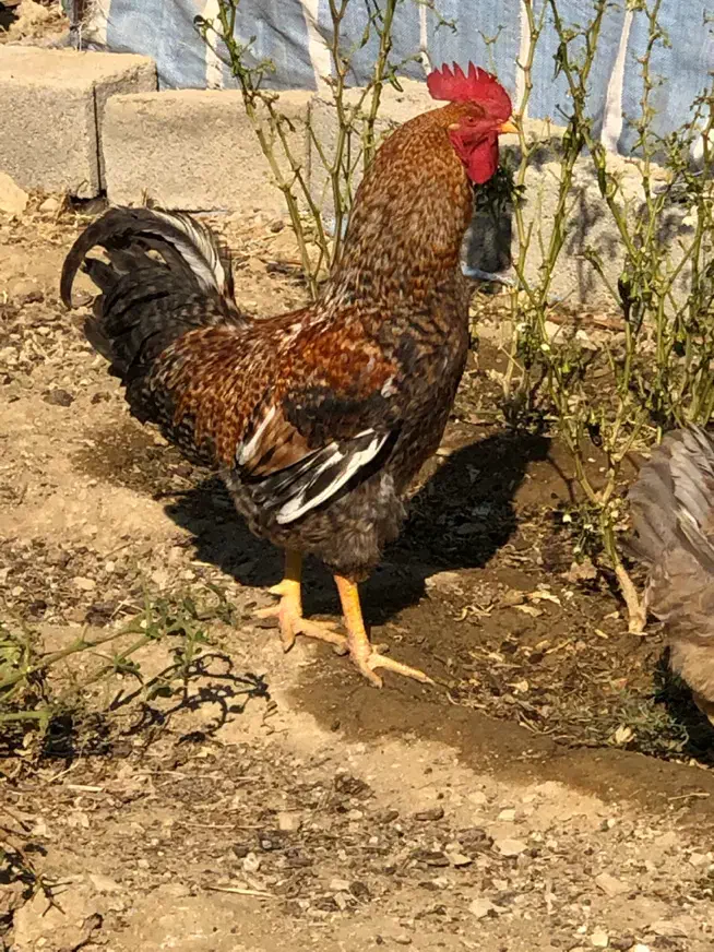 مرغ و خروس|حیوانات مزرعه|کرج, شهرک کیوانیه(معراج)|دیوار