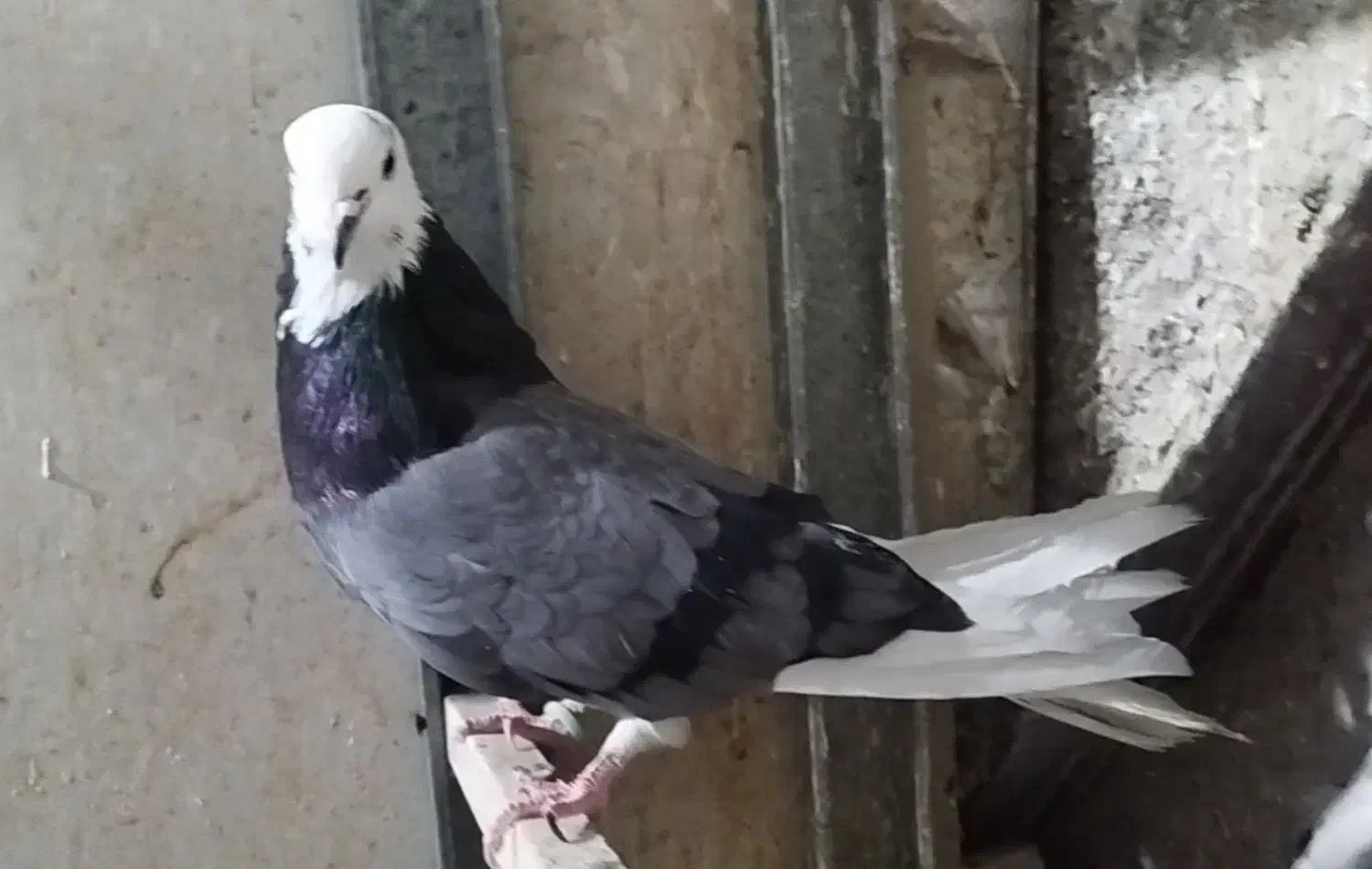 کبوتر پرشی شازده سبز|پرنده|شهریار, شهرک بهاران (ویره)|دیوار