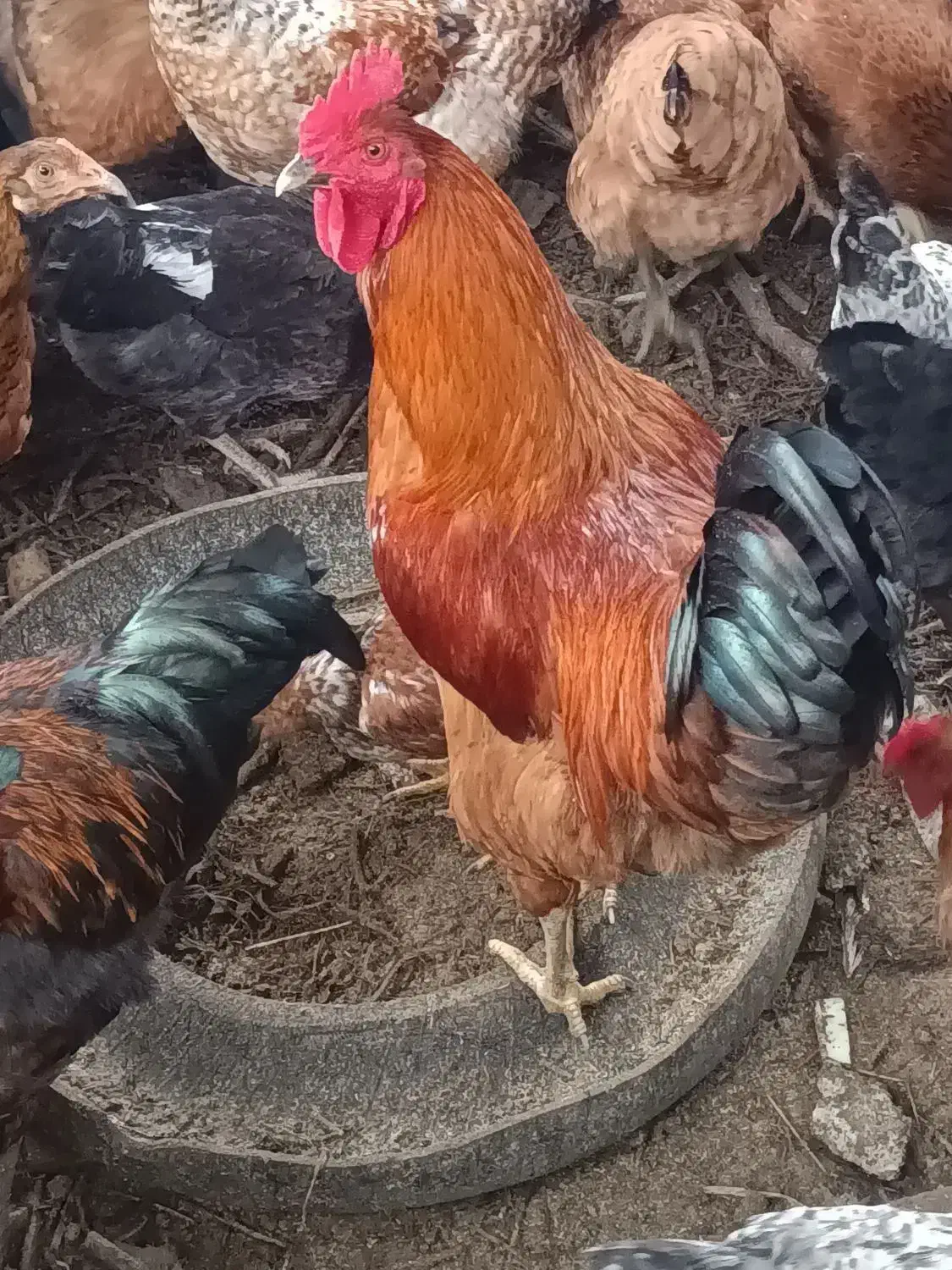 خروس محلی اصیل|حیوانات مزرعه|نوبران, |دیوار