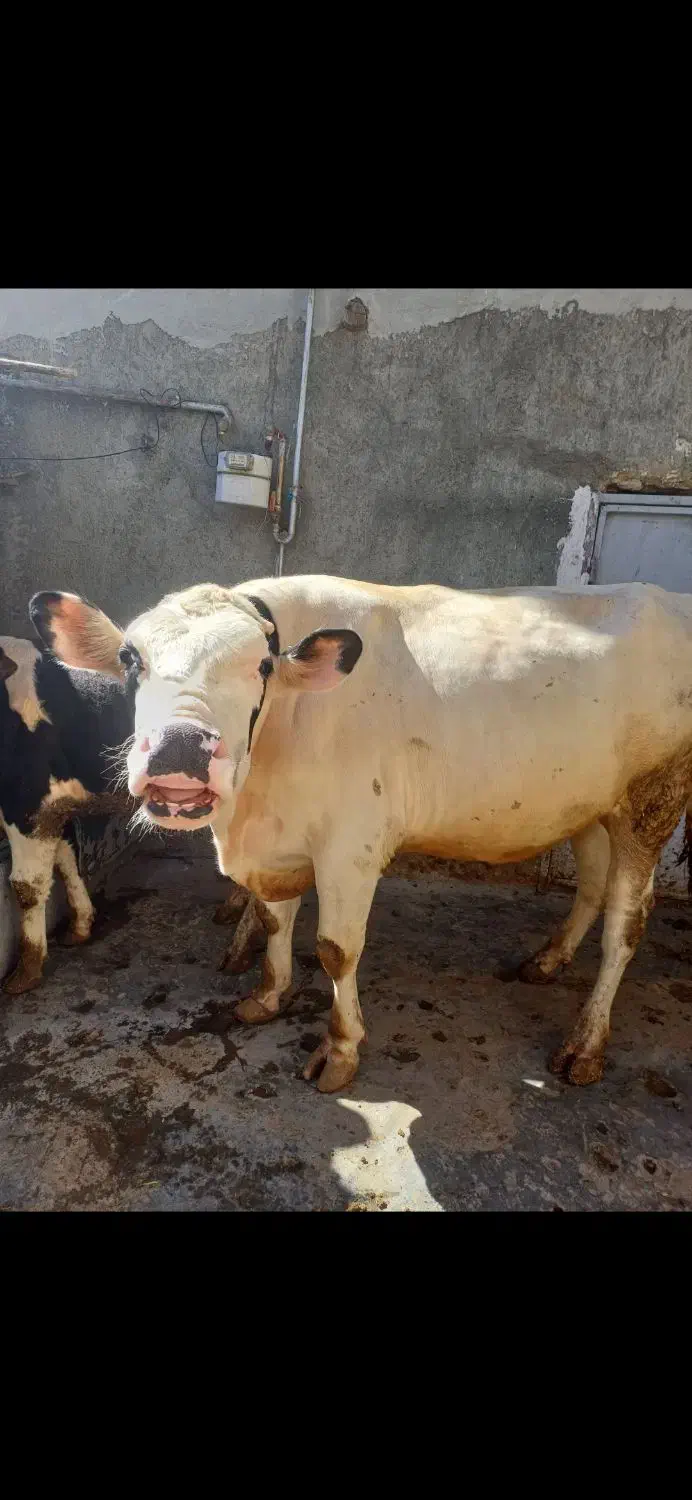 گاو گوساله گوشتی. قصابی|حیوانات مزرعه|کامیاران, |دیوار