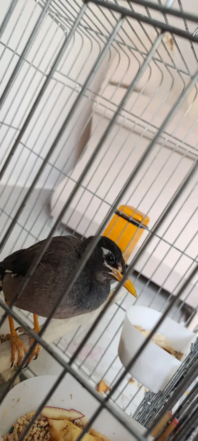 مرغ مینا|پرنده|رضوانشهر, |دیوار